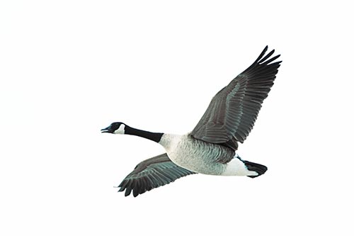 Honking Goose Soaring The Sky