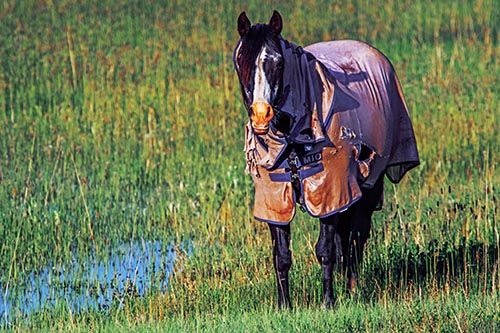 Horse Wearing Coat Standing Along Marsh