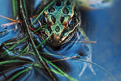 Leopard Frog Hiding Among Submerged Grass