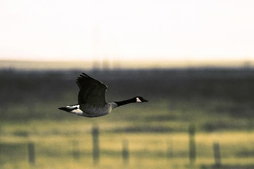 Low Flying Canadian Goose
