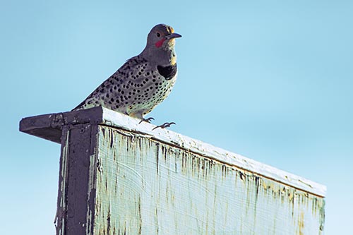 Northern Flicker Woodpecker Keeping Watch Atop Birdhouse