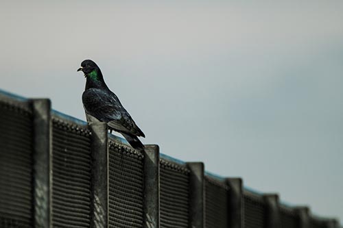 Pigeon Standing Atop Steel Guardrail