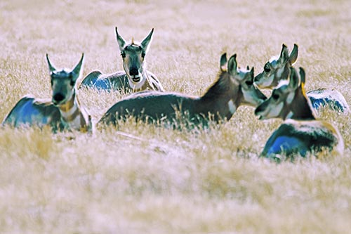 Pronghorn Herd Rest Among Grass