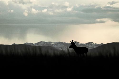 Pronghorn Silhouette Overtakes Stormy Mountain Range