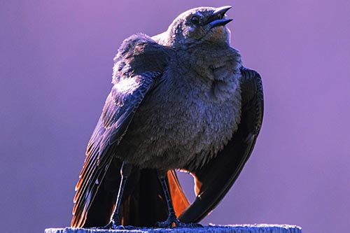 Puffy Female Grackle Croaking Atop Wooden Fence Post