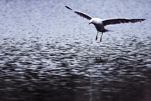 Seagull Landing On Lake Water