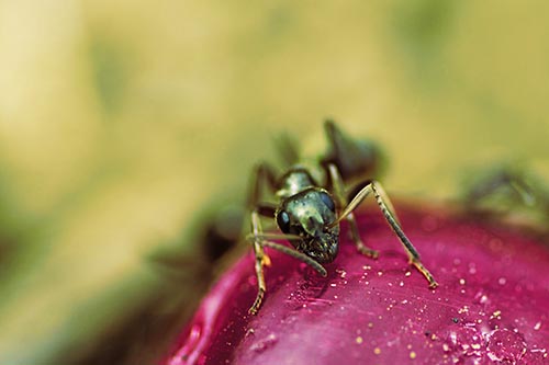Snarling Carpenter Ant Guarding Sugary Treat