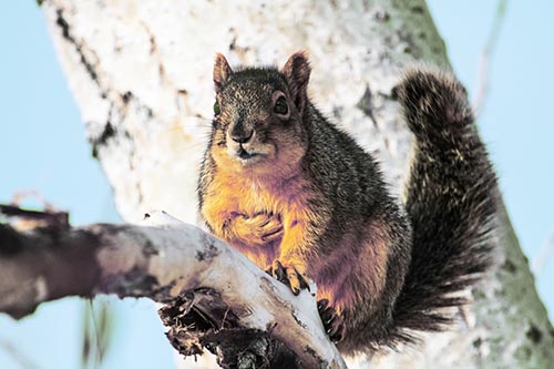 Squirrel Grasping Chest Atop Thick Tree Branch