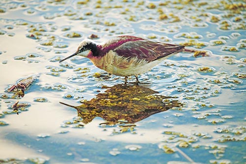 Standing Sandpiper Wading In Shallow Algae Filled Lake Water