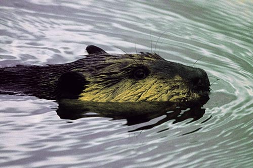Swimming Beaver Rippling Through Calm River Water