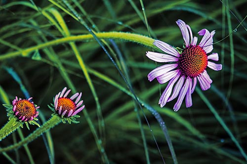 Three Blossoming Coneflowers Among Light Dewy Grass