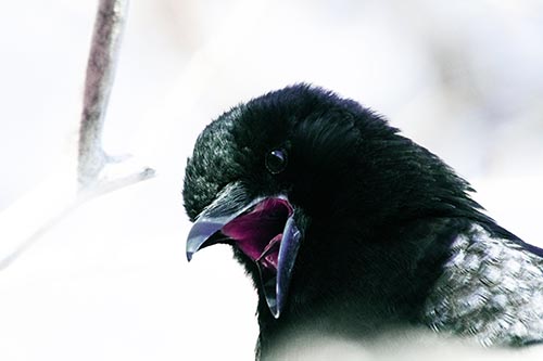 Tongue Screaming Crow Among Light