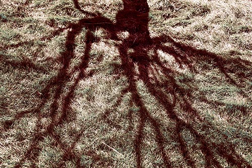 Tree Branch Shadows Creepy Crawling Over Dead Grass
