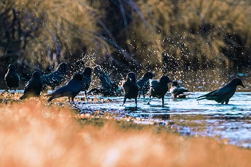 Water Splashing Crows Enjoy Bird Bath Along River Shore