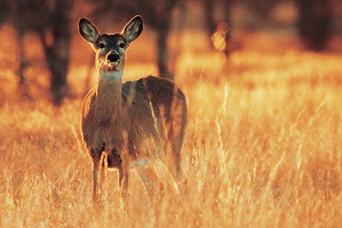 White Tailed Deer Watches With Anticipation