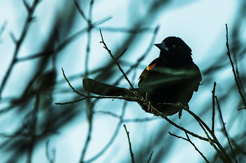 Wind Gust Blows Red Winged Blackbird Atop Tree Branch