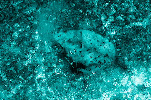 Bubble Eyed Leaf Face Frozen Beneath River Ice (Cyan Shade Photo)