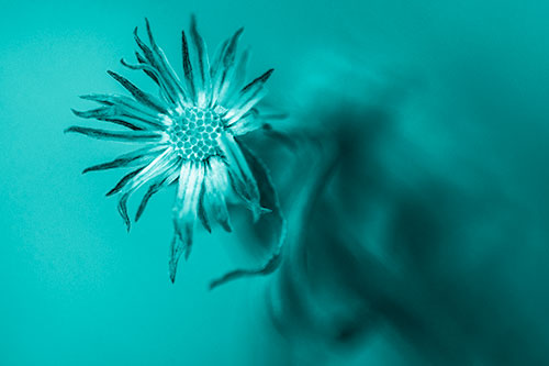 Freezing Aster Flower Shaking Among Wind (Cyan Shade Photo)