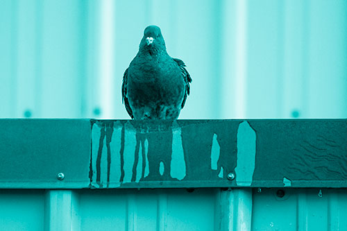 Glaring Pigeon Keeping Watch Along Steel Roof Edge (Cyan Shade Photo)