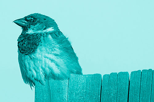House Sparrow Perched Atop Wooden Post (Cyan Shade Photo)