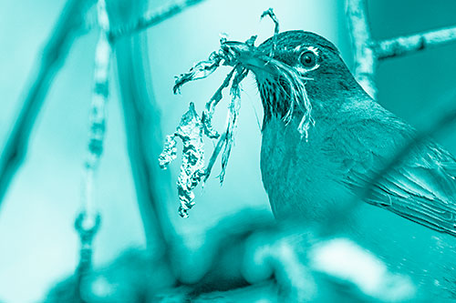 Mouthful American Robin Collecting Nest Straw (Cyan Shade Photo)