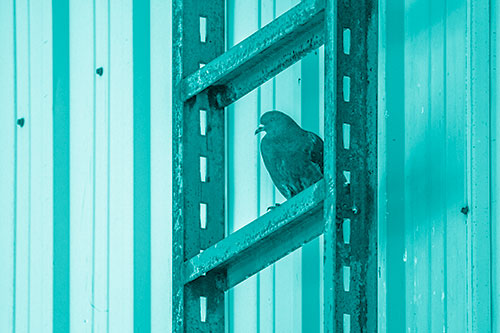 Rusted Ladder Pigeon Keeping Watch (Cyan Shade Photo)