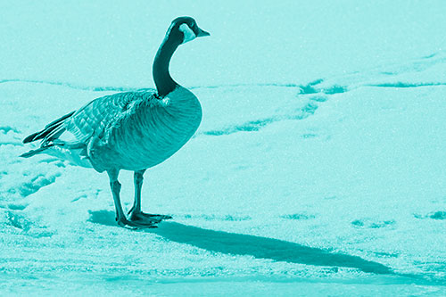 Shadow Casting Canadian Goose Standing Among Snow (Cyan Shade Photo)