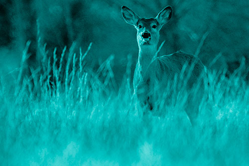 White Tailed Deer Stares Behind Feather Reed Grass (Cyan Shade Photo)