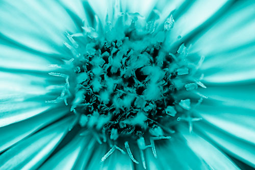 Withering Aster Flower Head (Cyan Shade Photo)