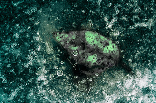 Bubble Eyed Leaf Face Frozen Beneath River Ice (Cyan Tint Photo)