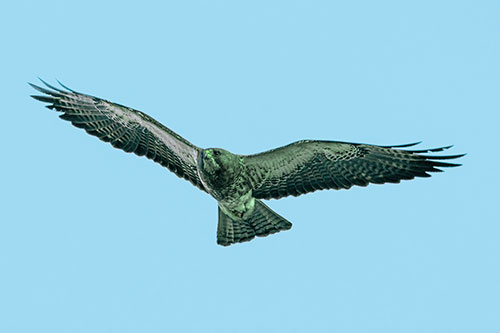 Flying Rough Legged Hawk Patrolling Sky (Cyan Tint Photo)