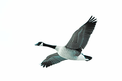Honking Goose Soaring The Sky (Cyan Tint Photo)