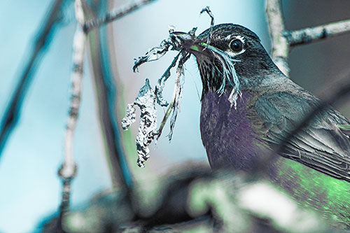 Mouthful American Robin Collecting Nest Straw (Cyan Tint Photo)
