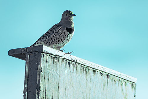Northern Flicker Woodpecker Keeping Watch Atop Birdhouse (Cyan Tint Photo)