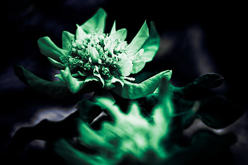 Peony Flower In Motion (Cyan Tint Photo)