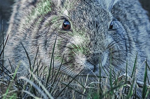Resting Bunny Rabbit Watches Closely Among Grass Blades (Cyan Tint Photo)
