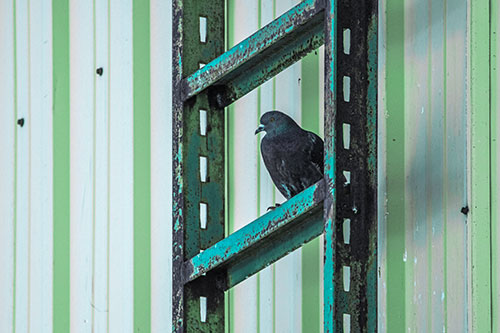 Rusted Ladder Pigeon Keeping Watch (Cyan Tint Photo)