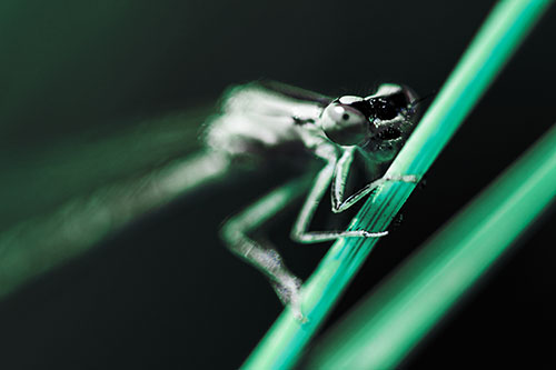 Snarling Dragonfly Hangs Onto Grass Blade (Cyan Tint Photo)