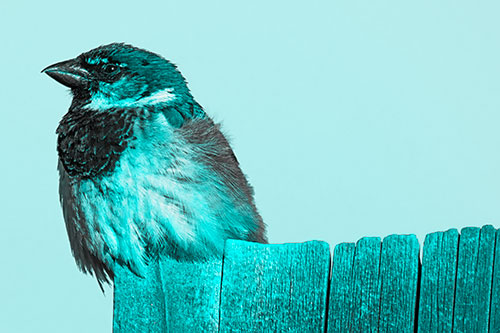 House Sparrow Perched Atop Wooden Post (Cyan Tone Photo)