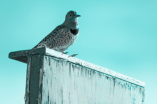 Northern Flicker Woodpecker Keeping Watch Atop Birdhouse (Cyan Tone Photo)