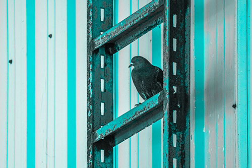 Rusted Ladder Pigeon Keeping Watch (Cyan Tone Photo)