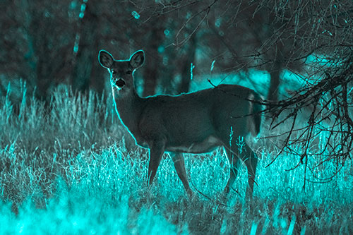 White Tailed Deer Spots Intruder Beside Dead Tree (Cyan Tone Photo)