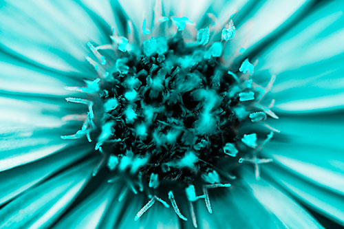 Withering Aster Flower Head (Cyan Tone Photo)