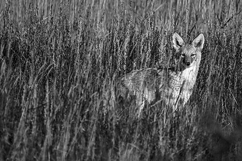 Coyote Watches Among Feather Reed Grass (Gray Photo)