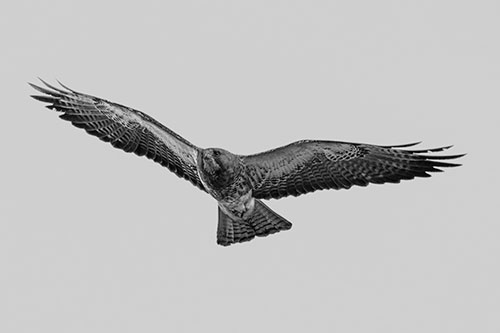 Flying Rough Legged Hawk Patrolling Sky (Gray Photo)