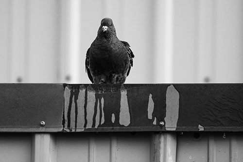 Glaring Pigeon Keeping Watch Along Steel Roof Edge (Gray Photo)