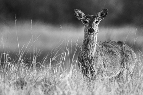 Motionless White Tailed Deer Watches Among Tall Grass (Gray Photo)