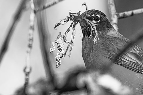 Mouthful American Robin Collecting Nest Straw (Gray Photo)