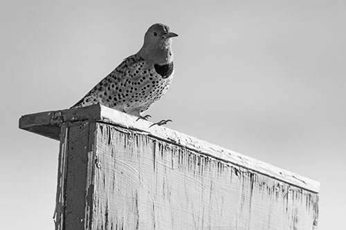 Northern Flicker Woodpecker Keeping Watch Atop Birdhouse (Gray Photo)