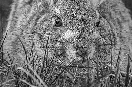 Resting Bunny Rabbit Watches Closely Among Grass Blades (Gray Photo)